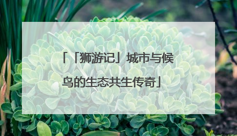 「狮游记」城市与候鸟的生态共生传奇