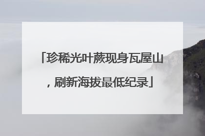 珍稀光叶蕨现身瓦屋山，刷新海拔最低纪录