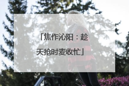 焦作沁阳：趁天抢时麦收忙