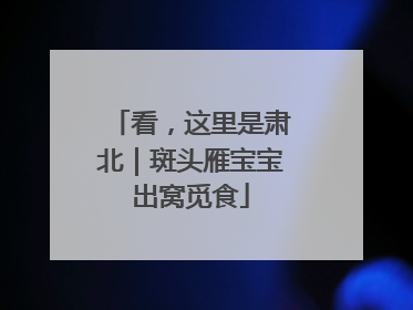 看，这里是肃北｜斑头雁宝宝出窝觅食