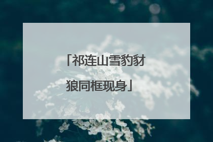祁连山雪豹豺狼同框现身