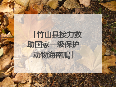 竹山县接力救助国家一级保护动物海南鳽