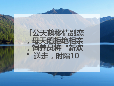 公天鹅移情别恋，母天鹅拒绝相亲，饲养员将“新欢”送走，时隔10天原配重逢