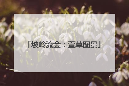 坡岭流金：萱草图景