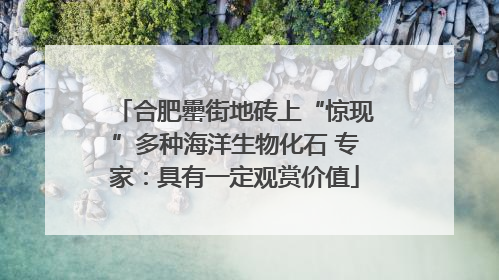 合肥罍街地砖上“惊现”多种海洋生物化石 专家：具有一定观赏价值