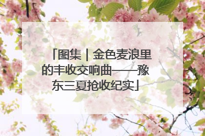 图集｜金色麦浪里的丰收交响曲——豫东三夏抢收纪实