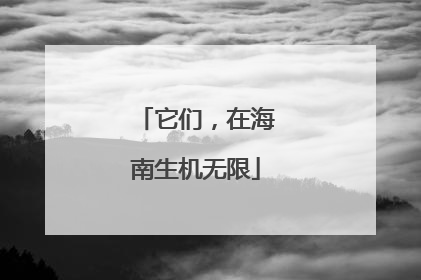 它们，在海南生机无限