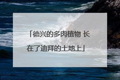 德兴的多肉植物 长在了迪拜的土地上