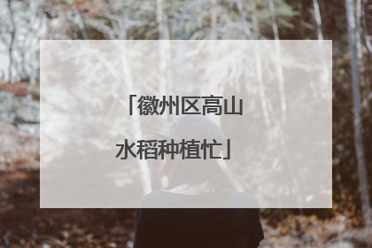 徽州区高山水稻种植忙