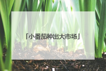 小番茄种出大市场