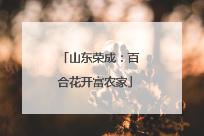山东荣成：百合花开富农家