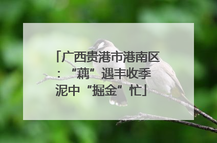 广西贵港市港南区：“藕”遇丰收季 泥中“掘金”忙