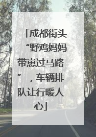 成都街头“野鸡妈妈带崽过马路”，车辆排队让行暖人心