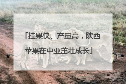 挂果快、产量高，陕西苹果在中亚茁壮成长