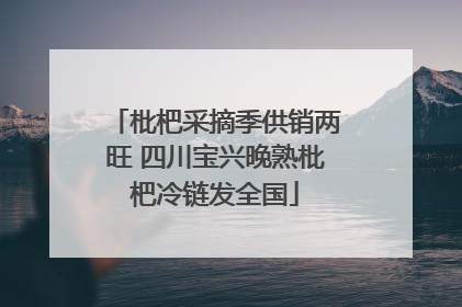 枇杷采摘季供销两旺 四川宝兴晚熟枇杷冷链发全国