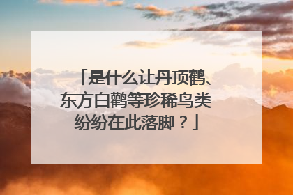 是什么让丹顶鹤、东方白鹳等珍稀鸟类纷纷在此落脚？