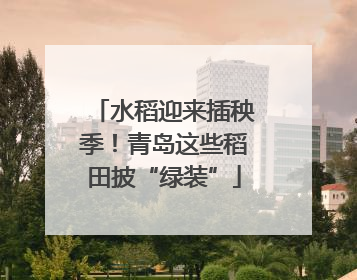 水稻迎来插秧季！青岛这些稻田披“绿装”