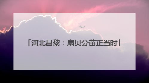 河北昌黎：扇贝分苗正当时