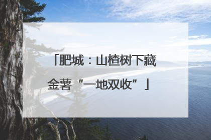 肥城：山楂树下藏金薯“一地双收”