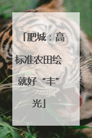 肥城：高标准农田绘就好“丰”光
