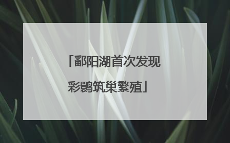 鄱阳湖首次发现彩鹮筑巢繁殖