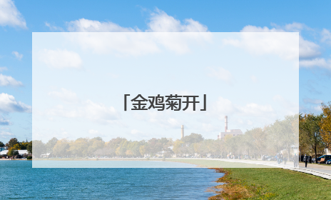 金鸡菊开