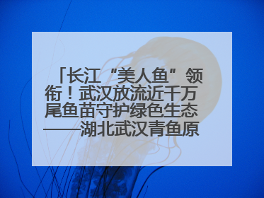 长江“美人鱼”领衔！武汉放流近千万尾鱼苗守护绿色生态——湖北武汉青鱼原种场参加2025年“全国放鱼日”增殖放流活动