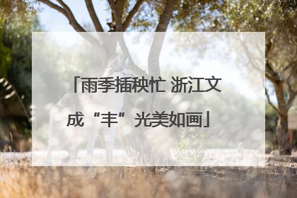 雨季插秧忙 浙江文成“丰”光美如画