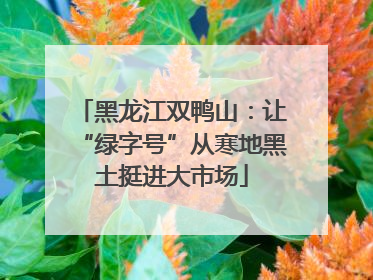 黑龙江双鸭山：让“绿字号”从寒地黑土挺进大市场